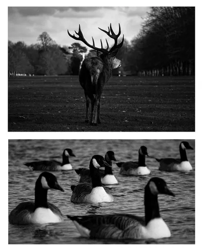NATURE EDITIONARTBOARD 1 2